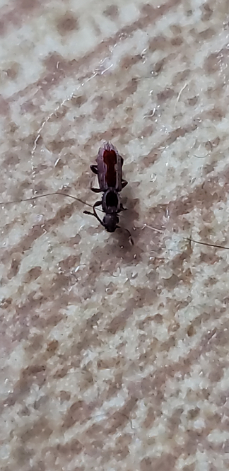 Grain beetle
