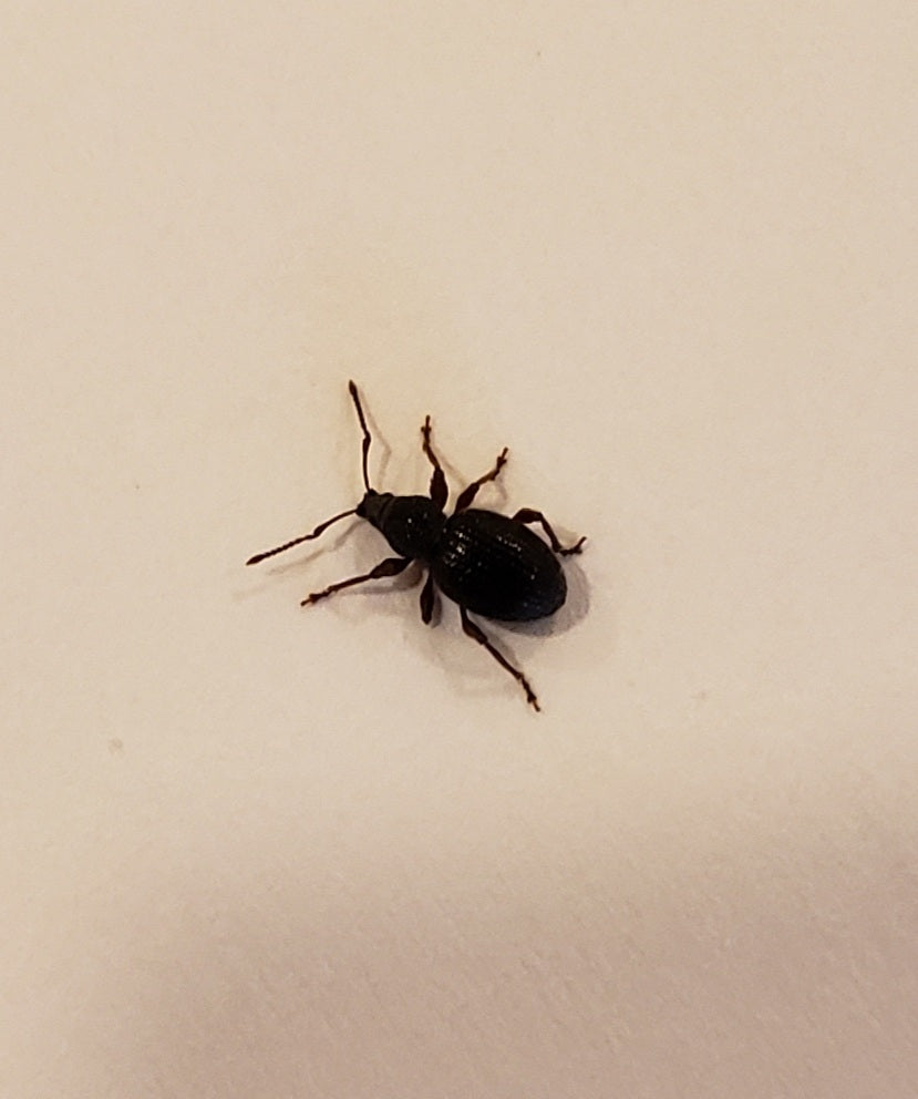 Broad-nosed/short-snouted weevil