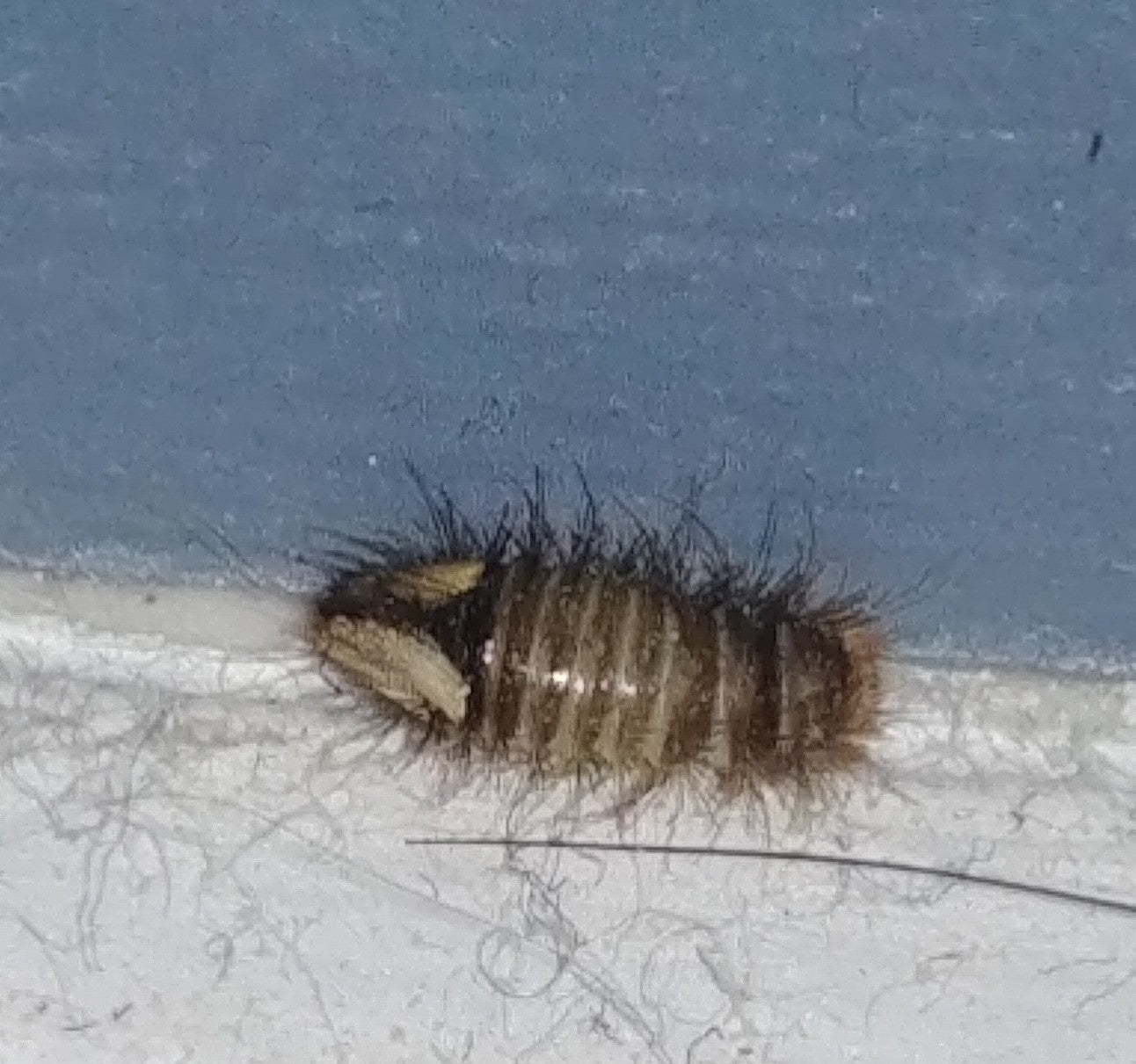 Larva of a carpet beetle
