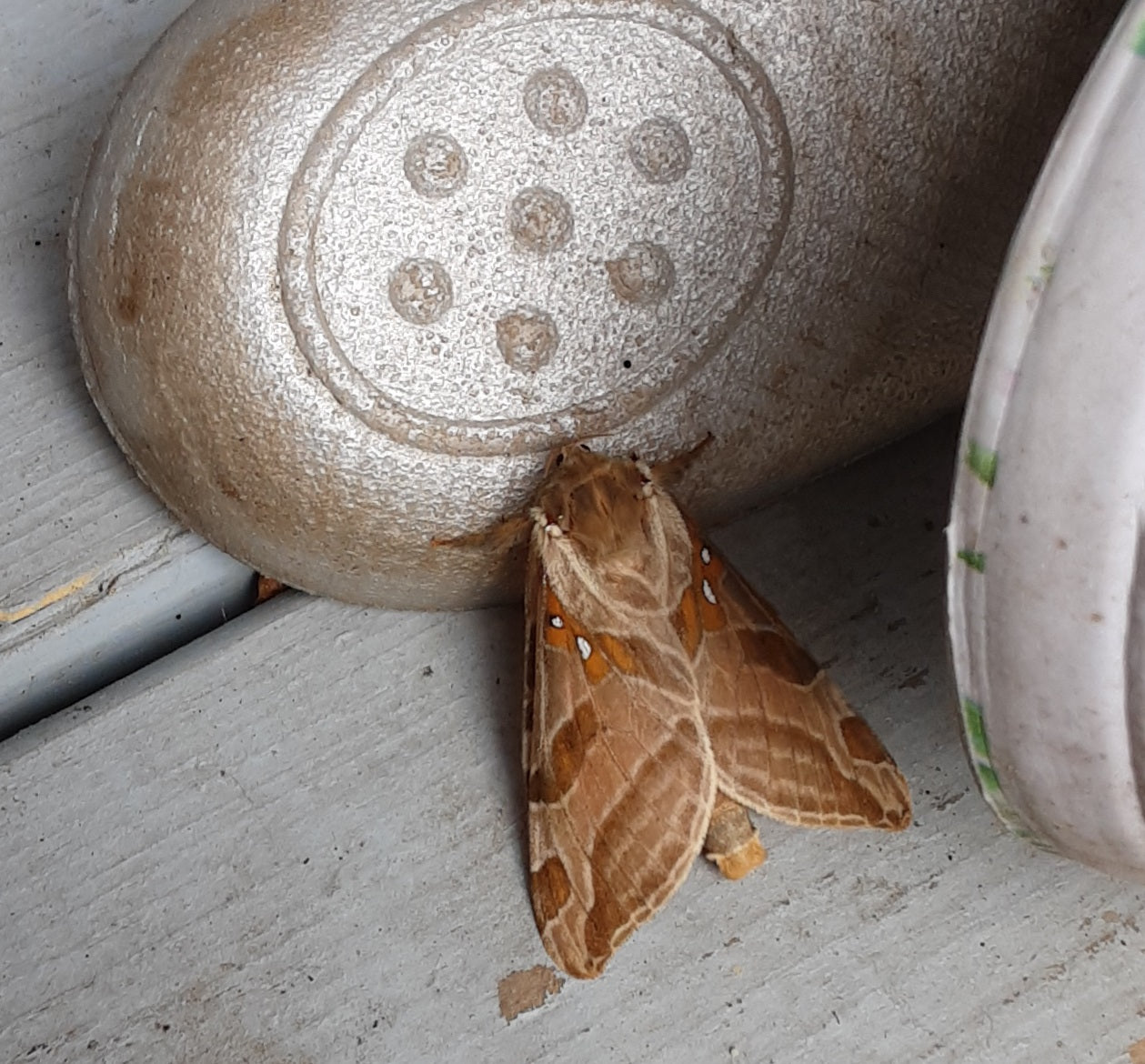 Four-spotted ghost moth