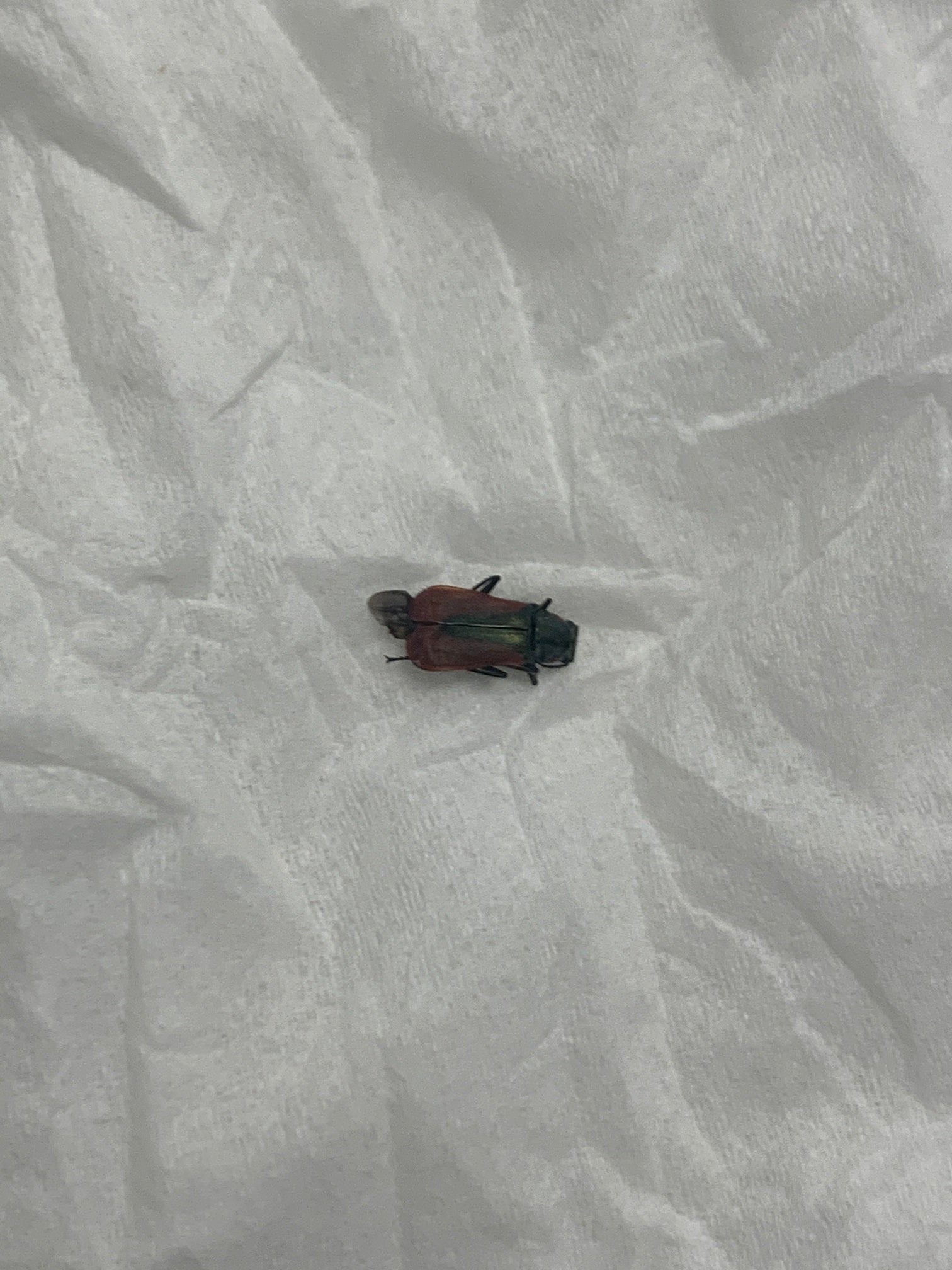 Scarlet malachite beetle