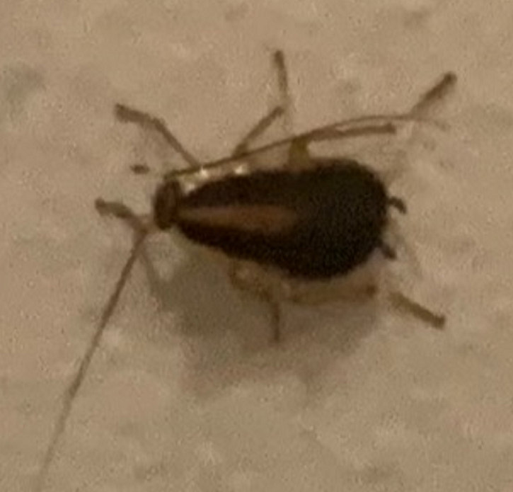 German cockroach