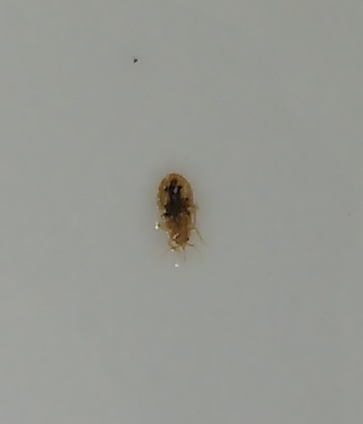 Young nymph of a bed bug