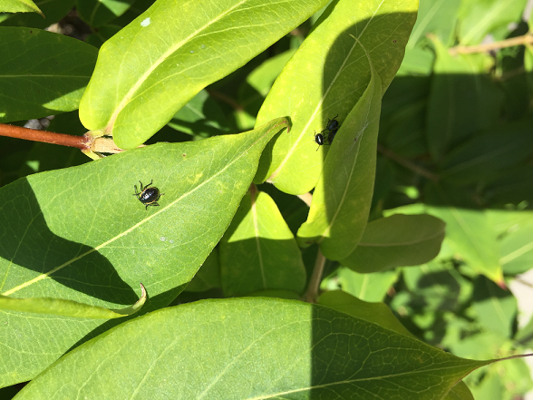 Nymphs of a stink bug