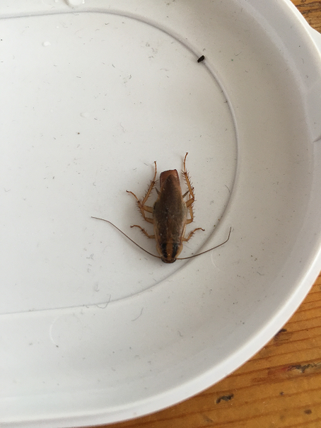 Female German cockroach