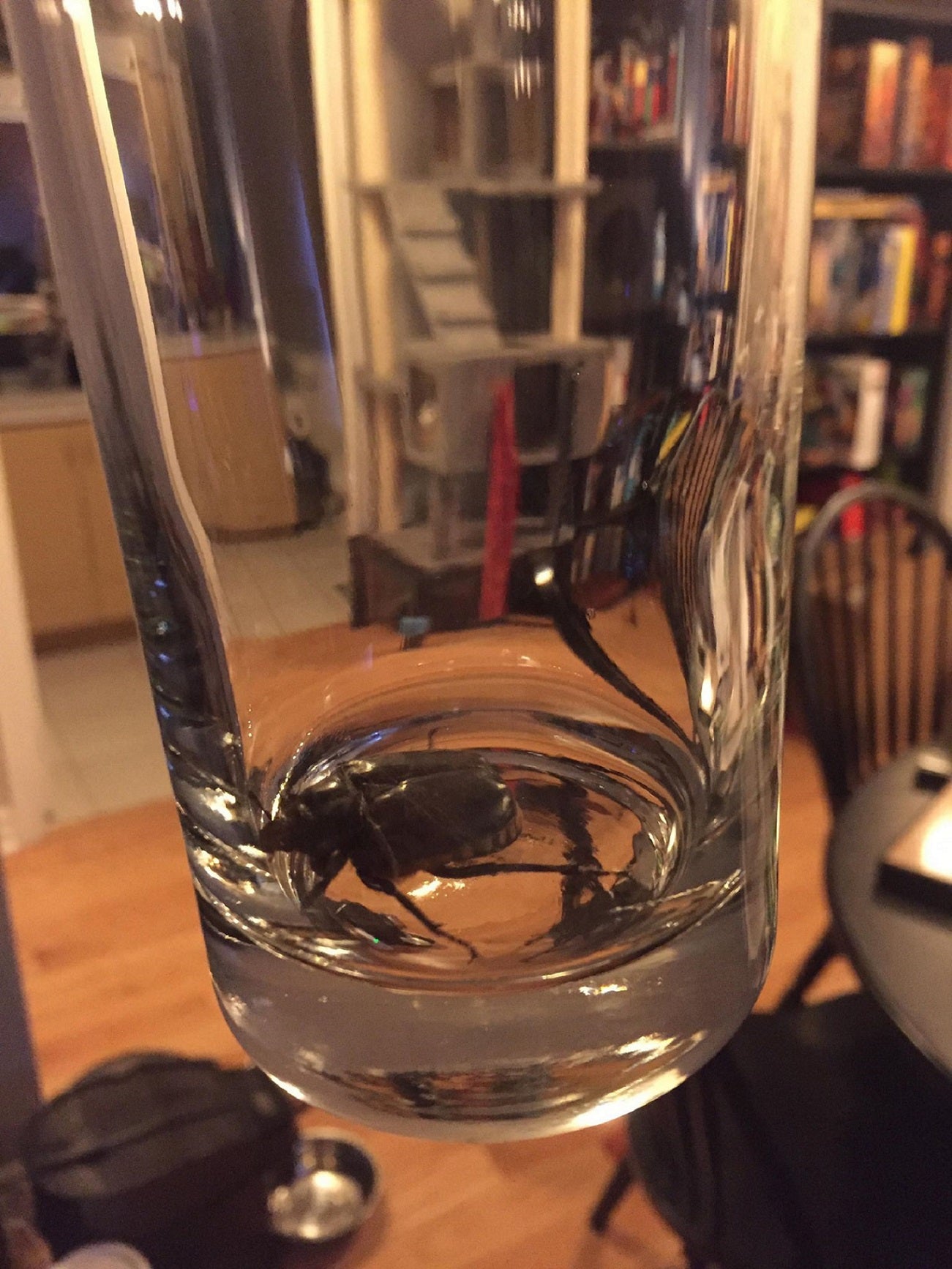 Scarab beetle