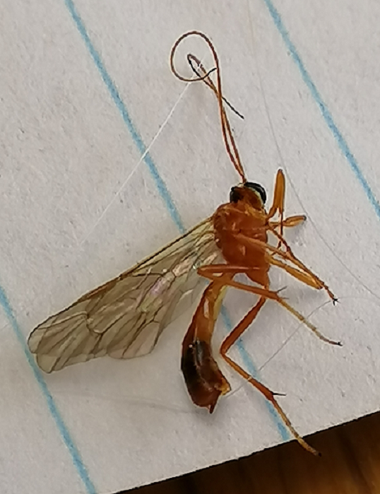 Ichneumon wasp