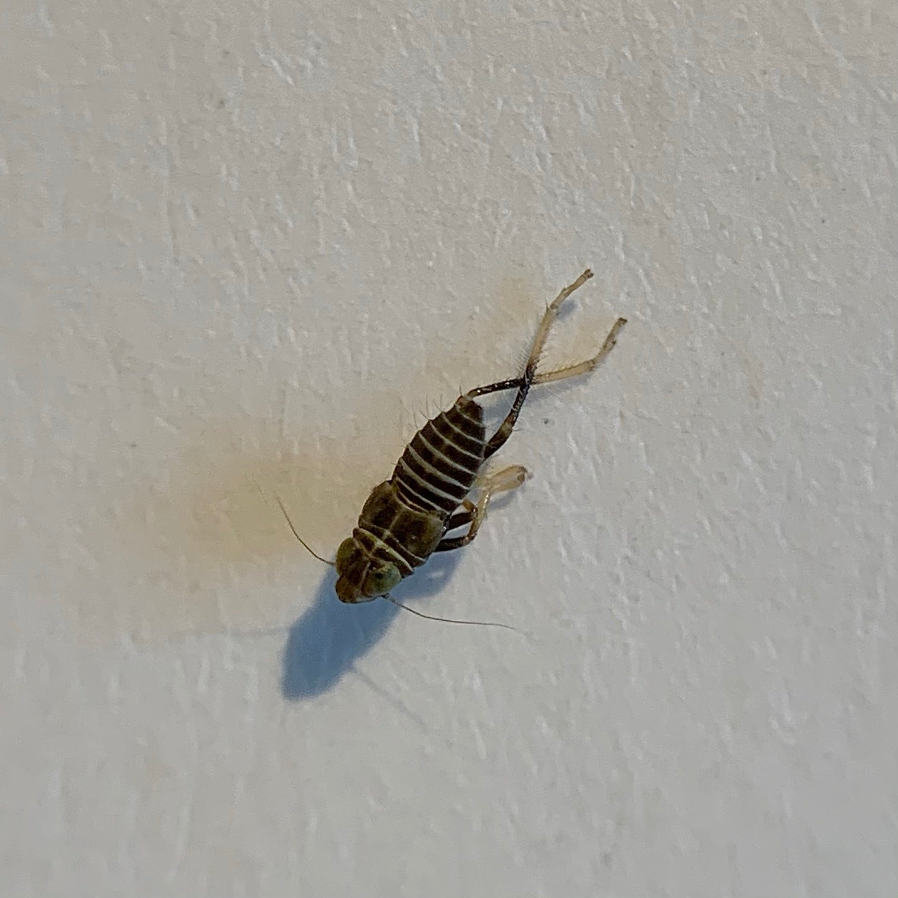 Nymph of a planthopper
