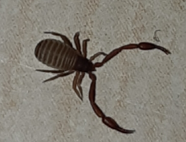 Pseudoscorpion