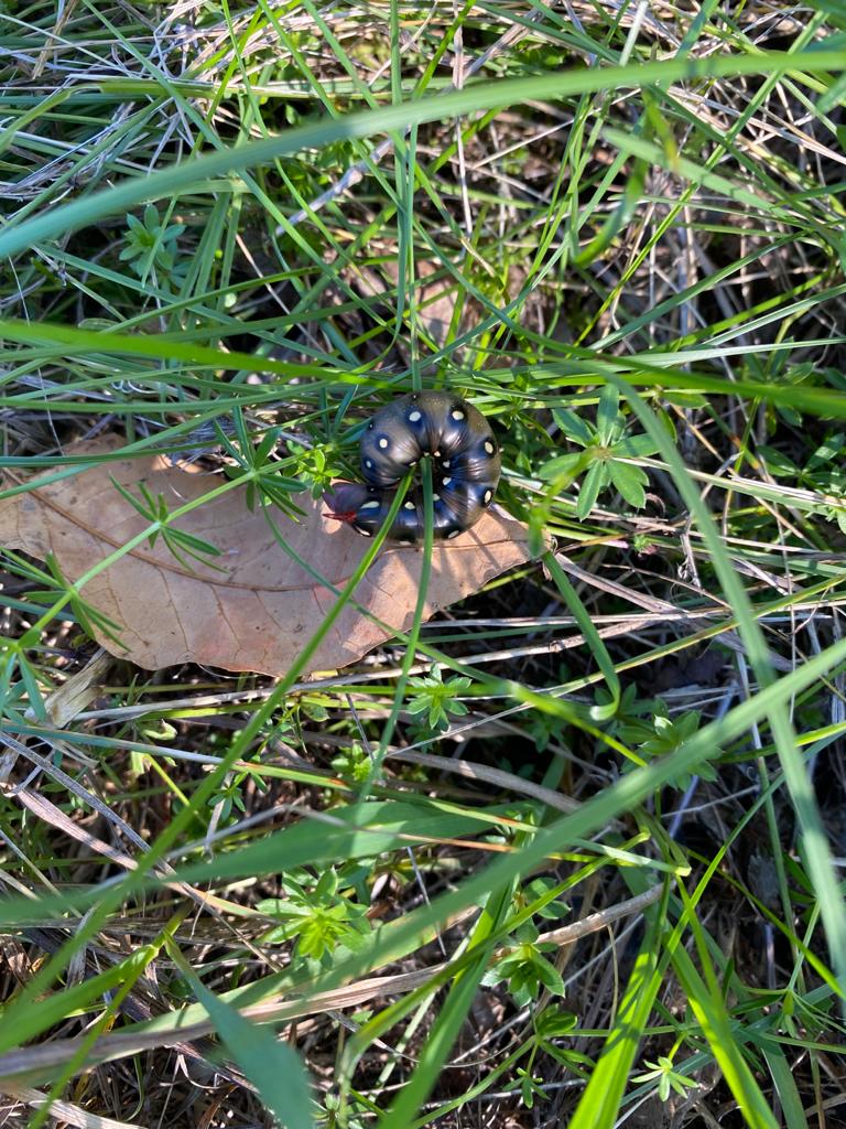 Caterpillar of the bedstraw hawkmoth