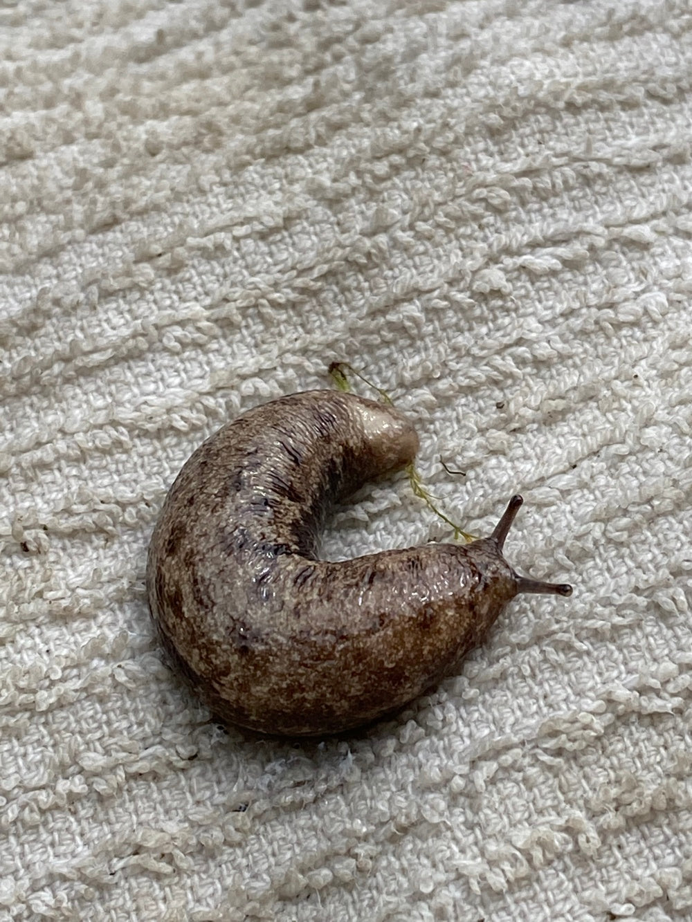 Carolina Mantleslug