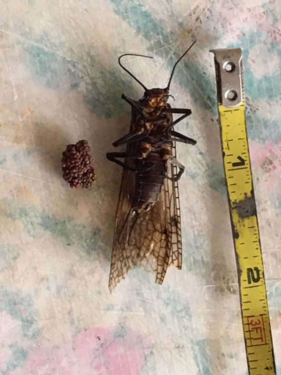 Stonefly (Plecoptera)