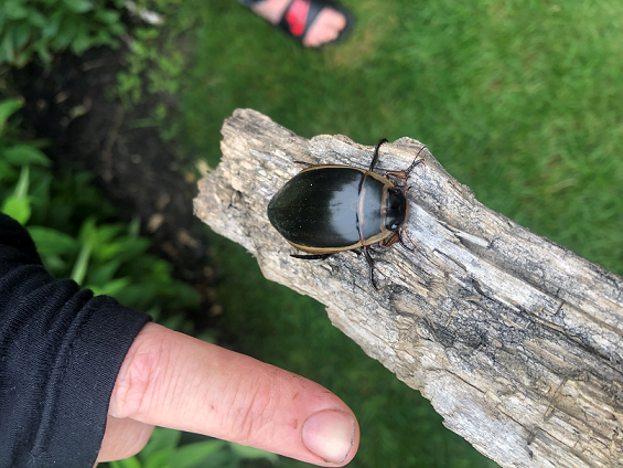 Female predaceous diving beetle
