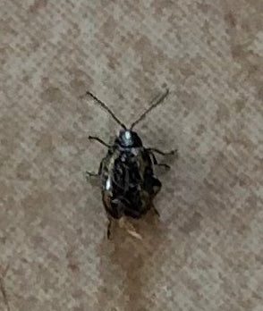 Flea beetle
