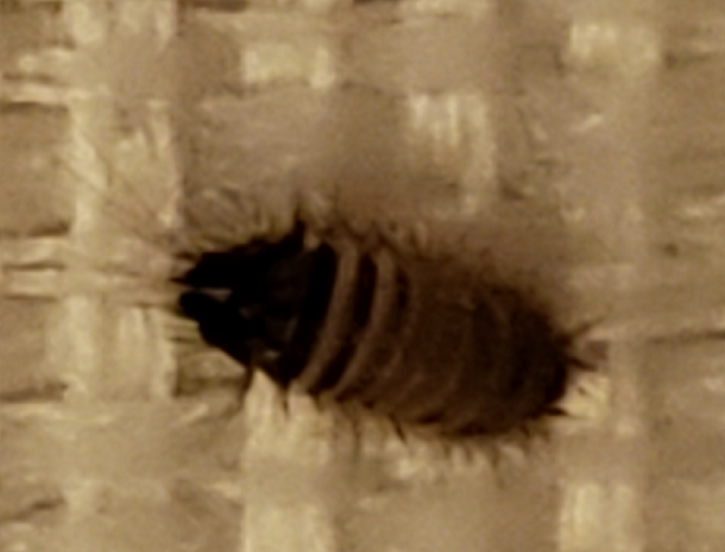 Larva of a carpet beetle
