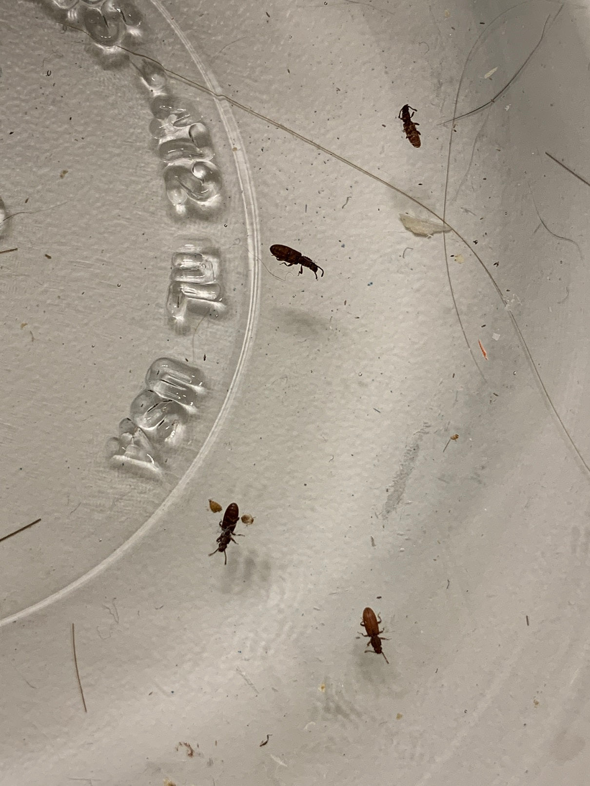 Grain beetles