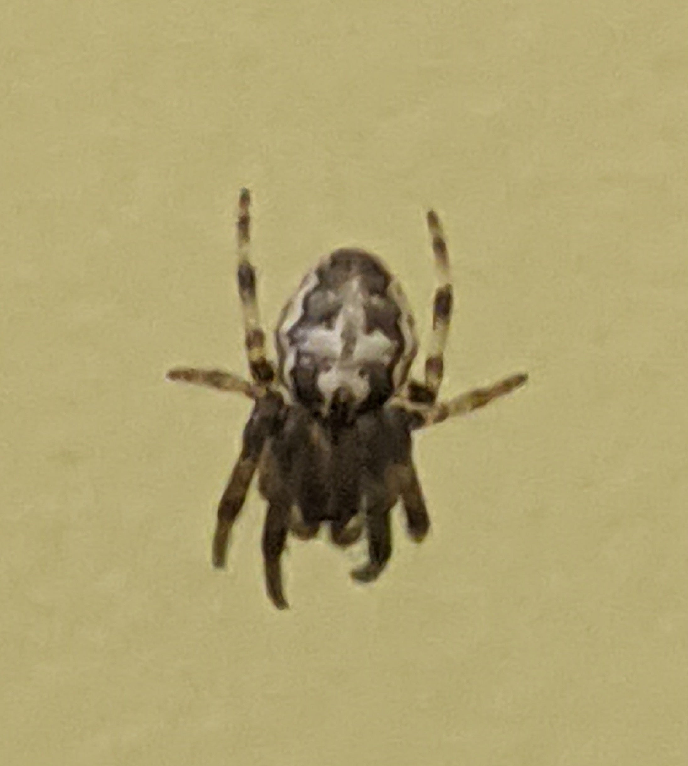 Furrow orb weaver