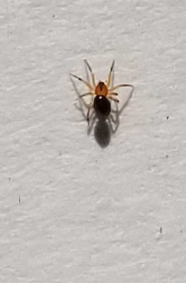 Dwarf spider
