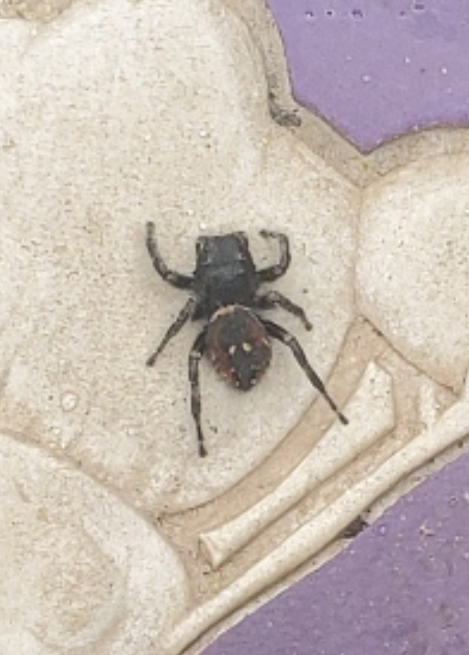 Jumping spider