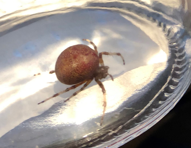 Orb weaving spider