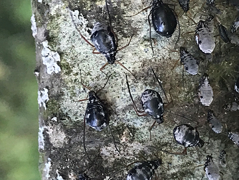 Giant aphids