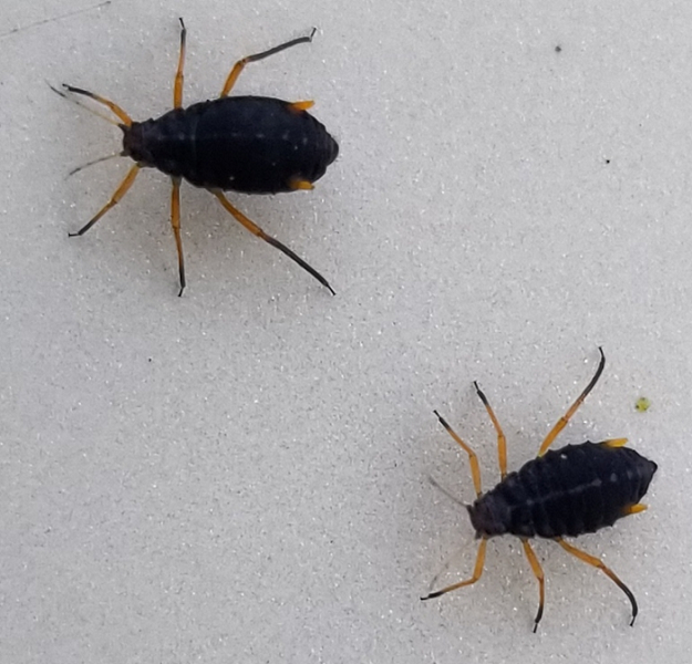 Aphids