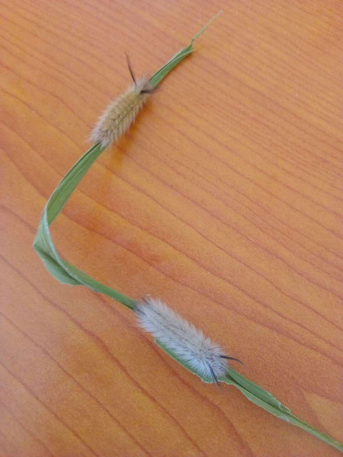 Caterpillars of a moth