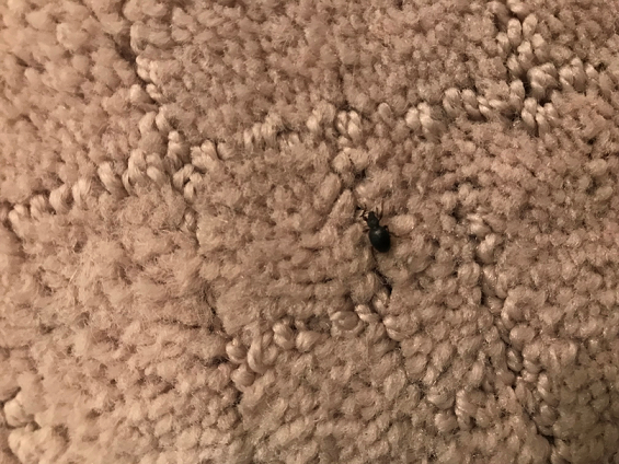 Broad-nosed/short-snouted weevil
