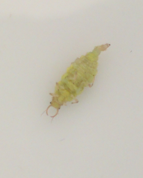 Larva of a lacewing