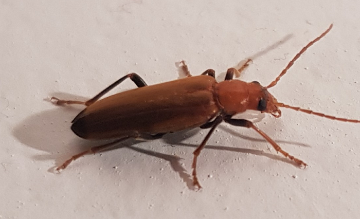 Wharf borer, Nacerdes melanura