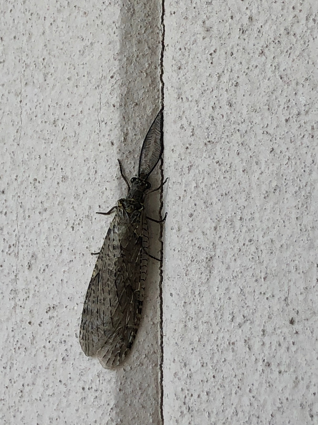 Summer Fishfly