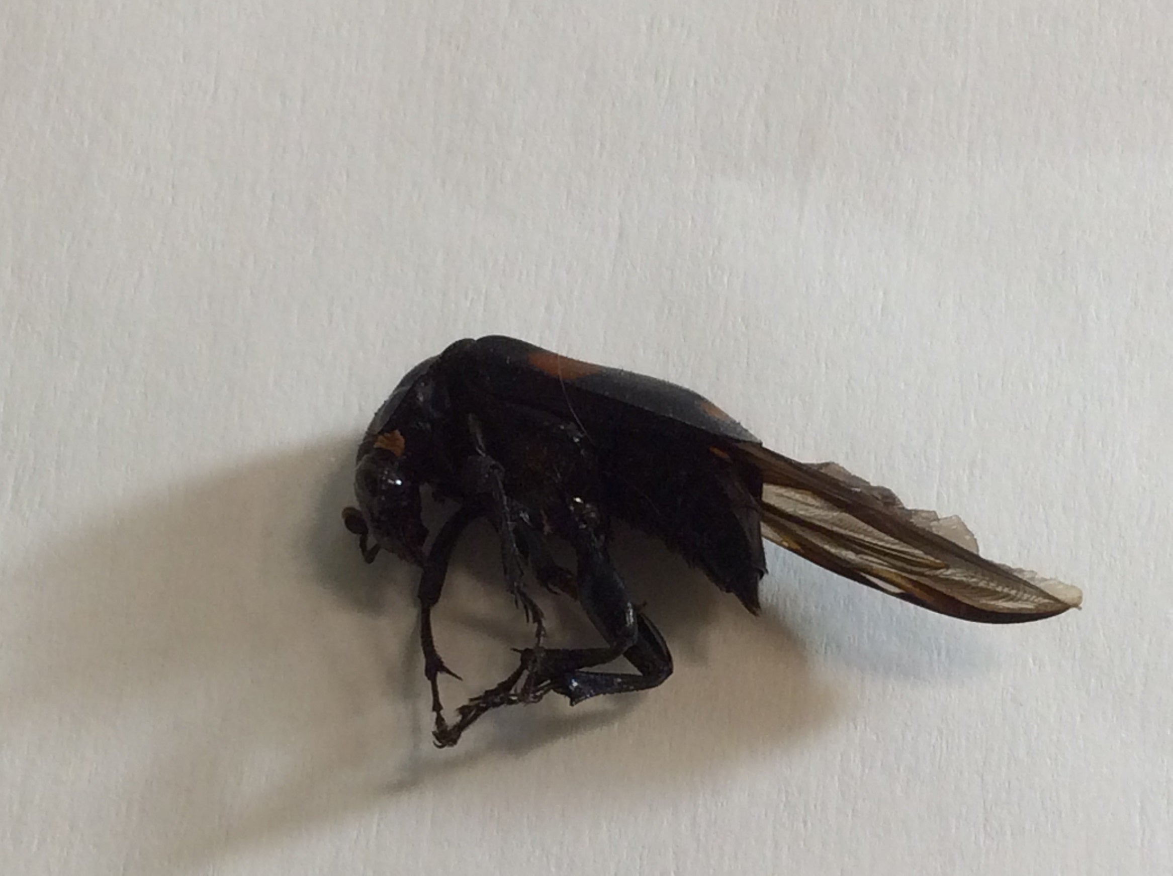 Sexton/burying beetle