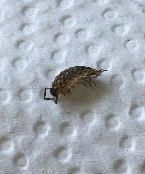 Sowbug