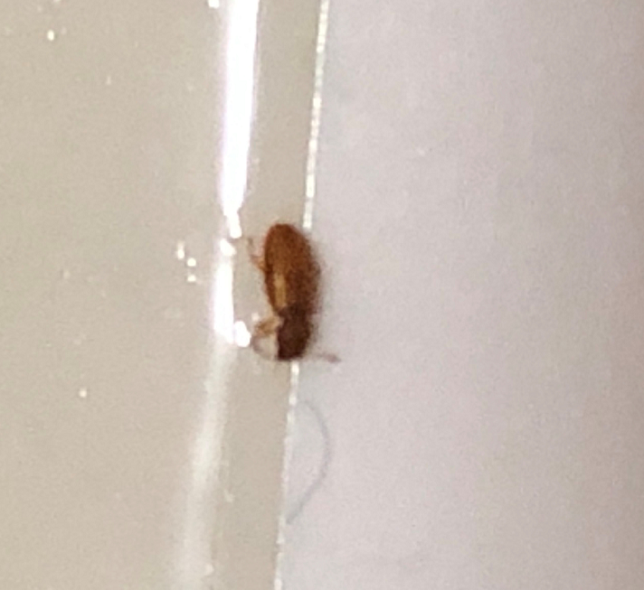 Foreign grain beetle