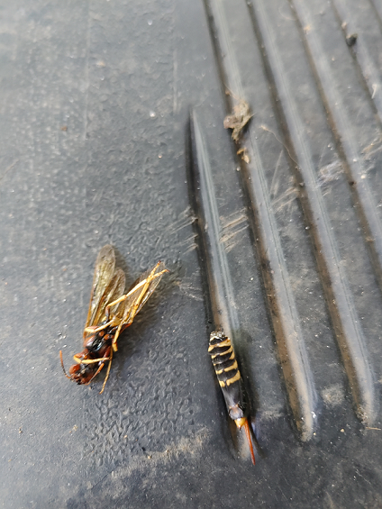Pigeon tremex