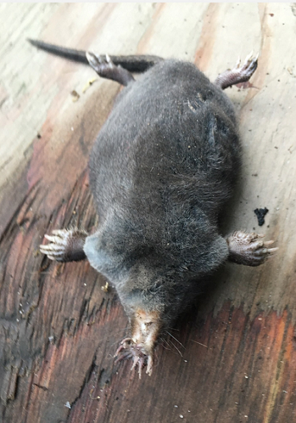 Star-nosed mole