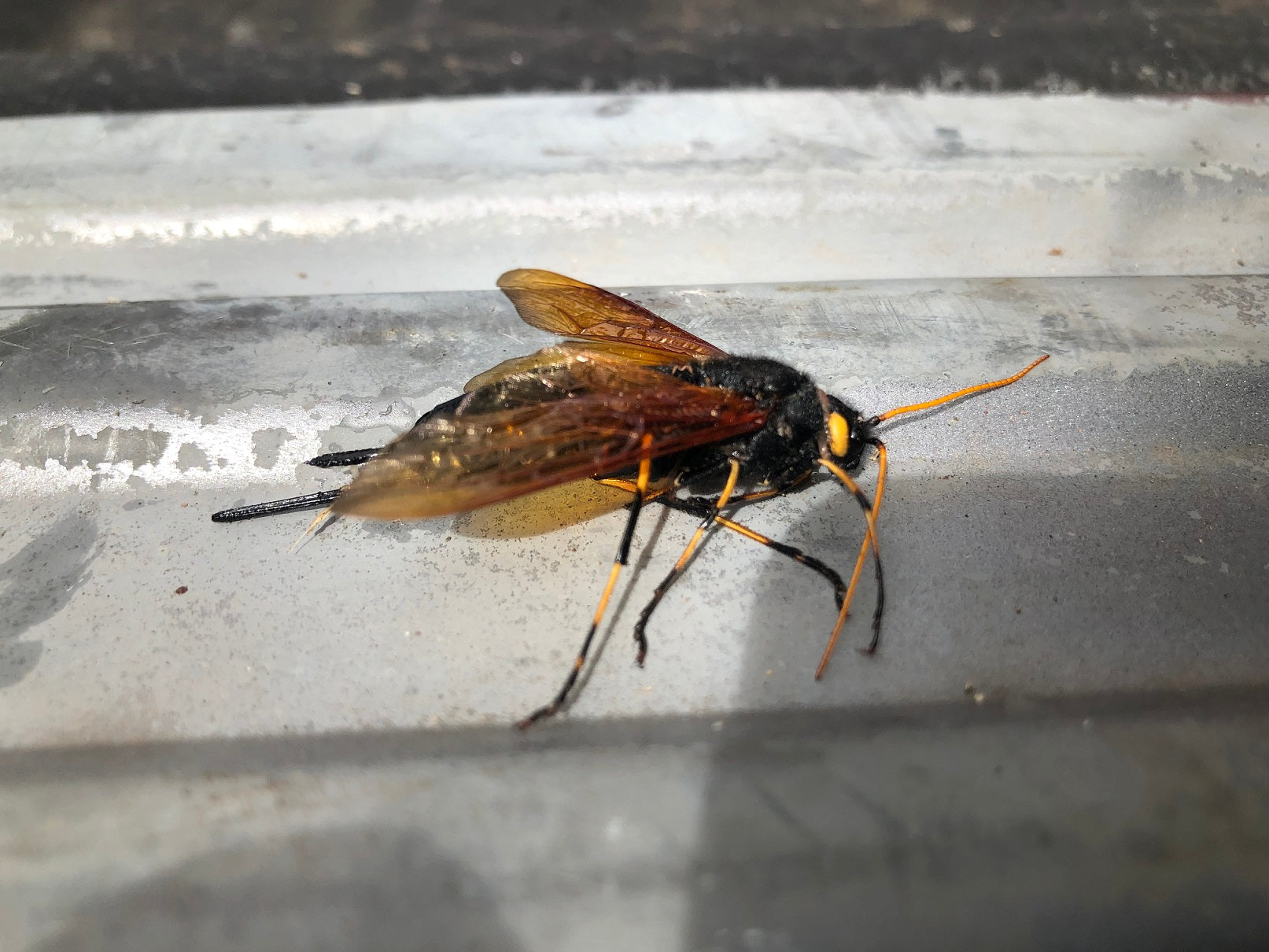 Woodwasp/horntail