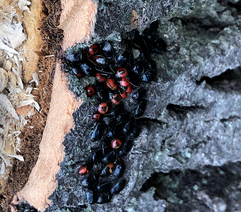 White-margined burrower bugs