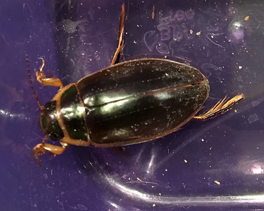 Predaceous diving beetle