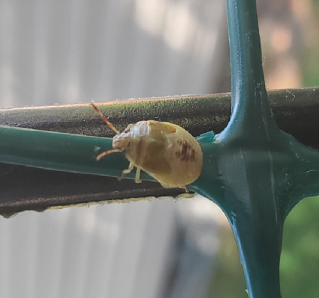 Nymph of a stink bug