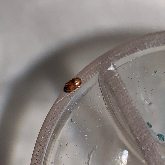 Carpet beetle