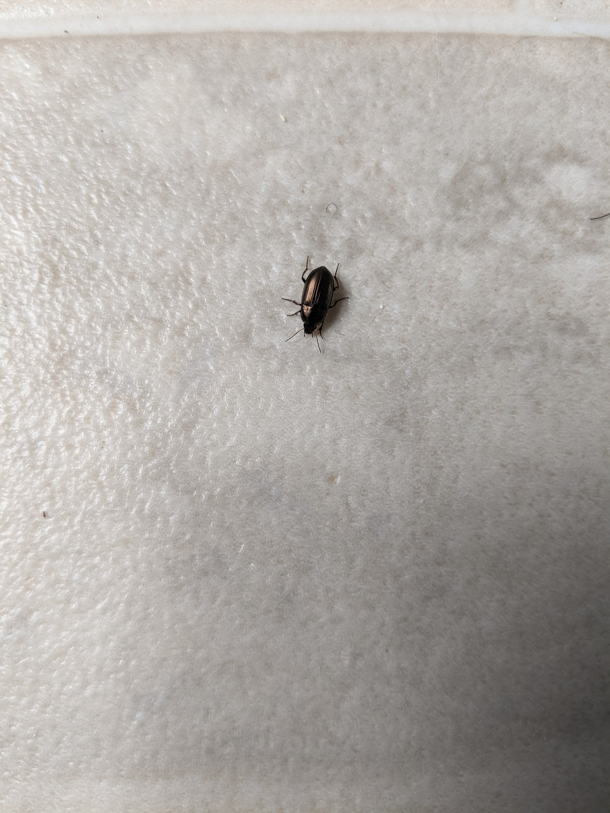 Ground beetle