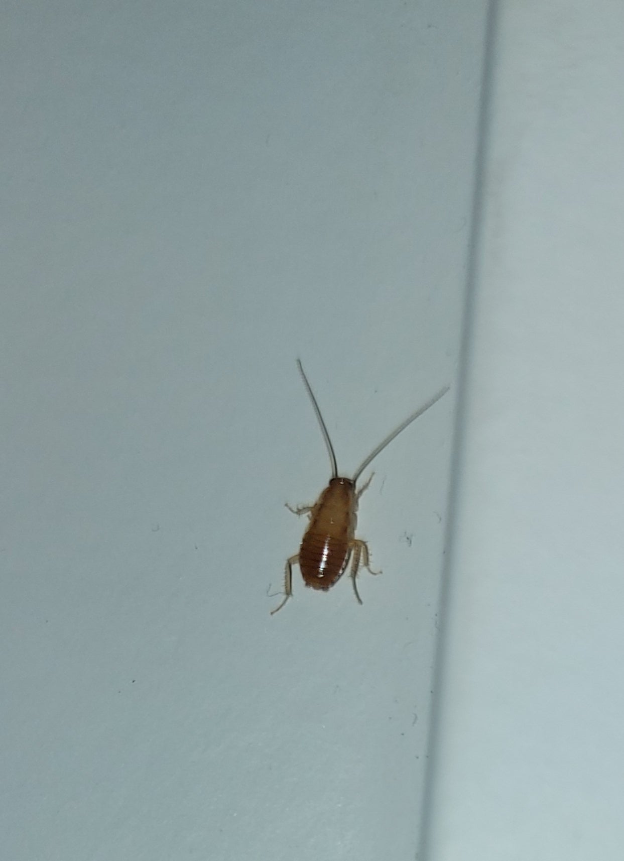 Young nymph of a cockroach