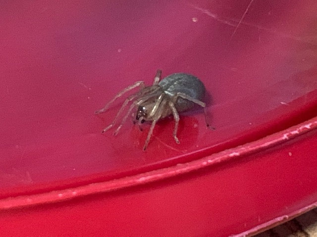 Yellow sac spider