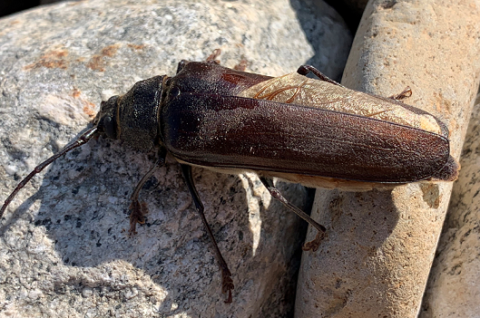 Long-horned wood-boring beetle