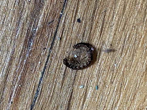 Flat-backed millipede