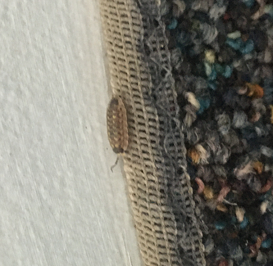 Sowbug