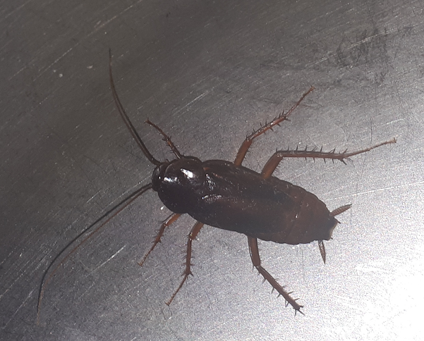 Cockroaches