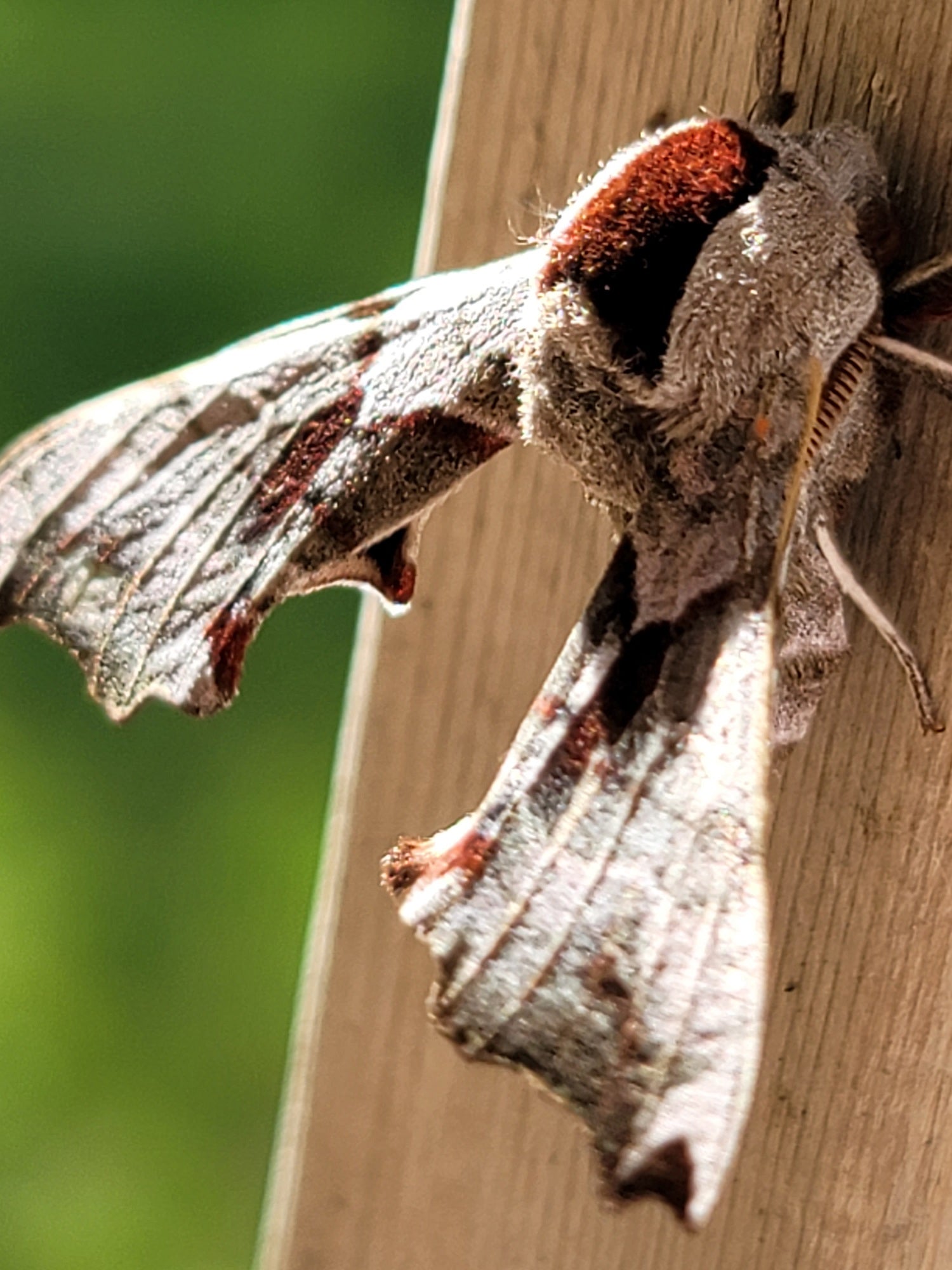 Sphinx moth