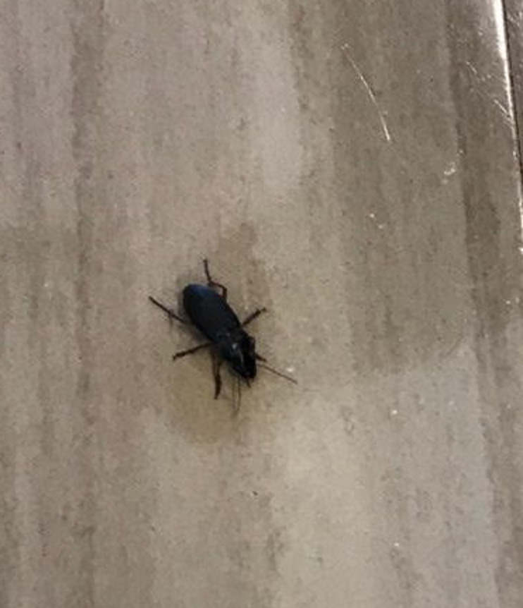 Ground beetle